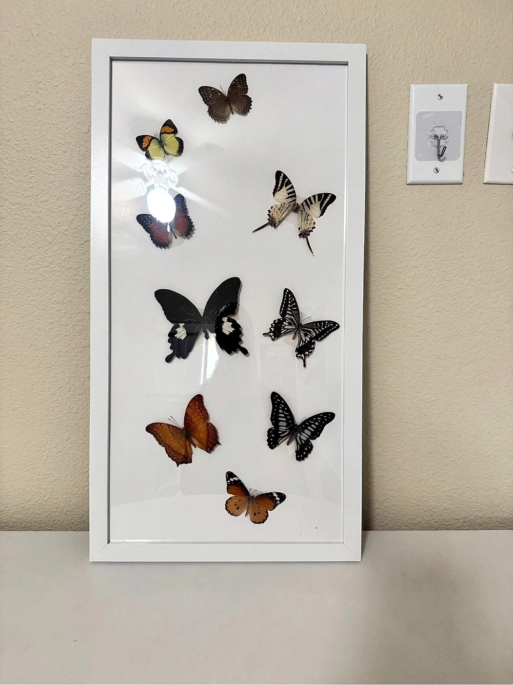 Framed Butterfly Taxidermy Boho Wall Art Framed Delicate Gift Decor Design